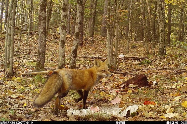 A red fox stands in a northern New England forest during the fall time. 