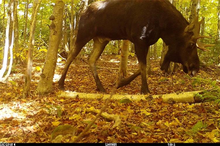 An image of a moose captured using a game camera, also known as a camera trap.