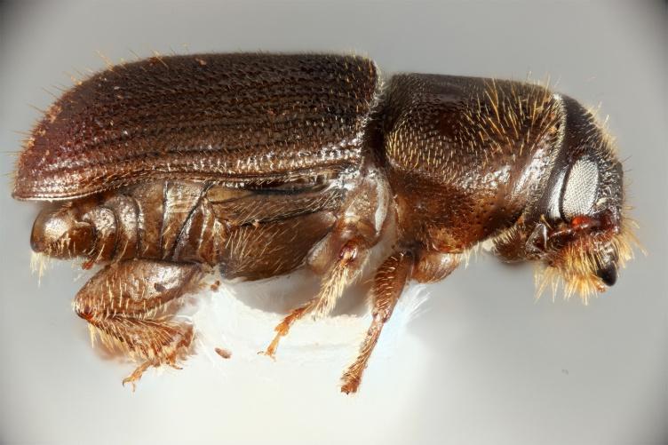 A close-up image of a southern pine beetle.