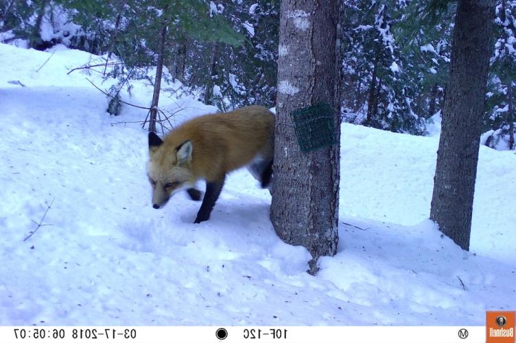 A red fox walks over snow drifts in a forest. 